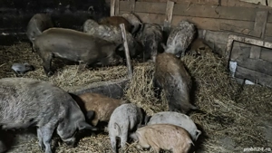 Vand porci mangalita - imagine 2