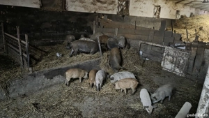 Vand porci mangalita - imagine 4