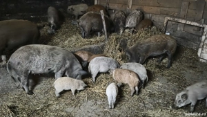 Vand porci mangalita - imagine 5