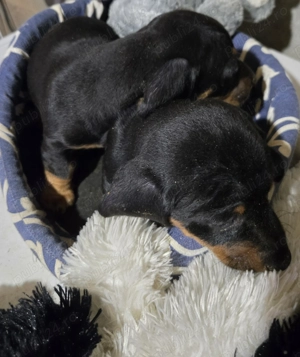 Catei tekel - imagine 4