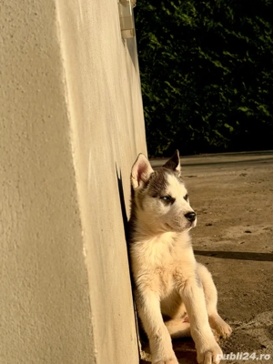 pui husky 550ron  - imagine 4
