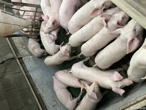 Purcei , Soldani, Scrofite gestante!