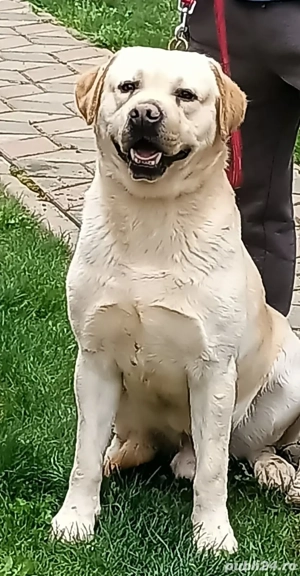 Labrador Romania Campion  - imagine 2