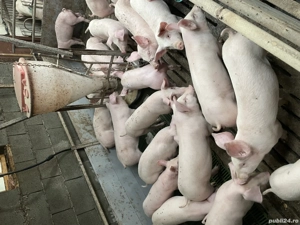 Purcei , Soldani, Scrofite gestante! - imagine 3