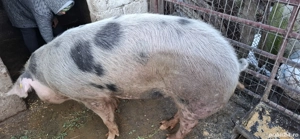 Porci Pietrani - imagine 4