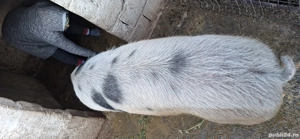 Porci Pietrani - imagine 5