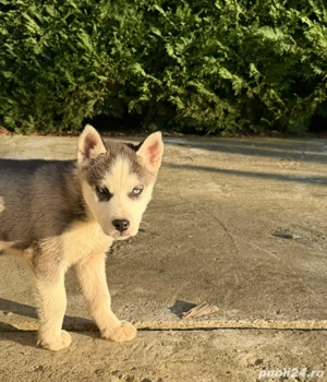 pui husky 550ron  - imagine 5