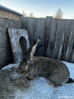 vand iepuroi urias german unul din 2  - imagine 5