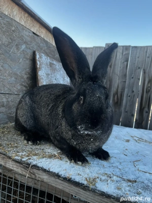 vand iepuroi urias german unul din 2  - imagine 2