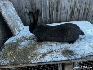 vand iepuroi urias german unul din 2 