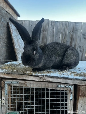 vand iepuroi urias german unul din 2  - imagine 4