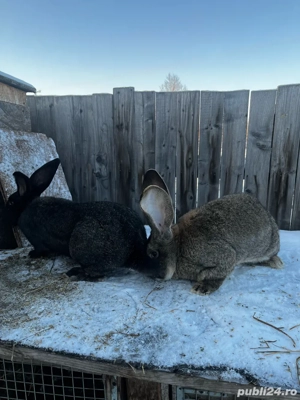 vand iepuroi urias german unul din 2  - imagine 3