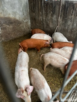 purcei de carne  - imagine 2