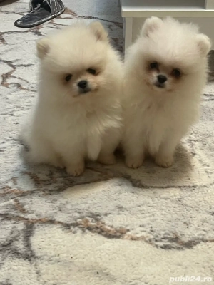 Pui pomeranian  - imagine 3
