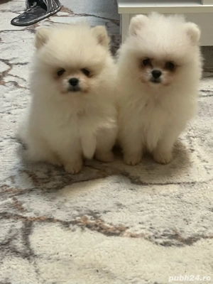 Pui pomeranian 