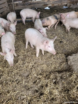 Purceii de vanzare - imagine 3