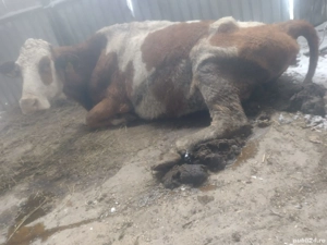 Vitei baltata romaneasca +vaca de abatorizat  - imagine 2