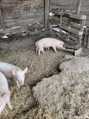 Purceii de vanzare - imagine 2