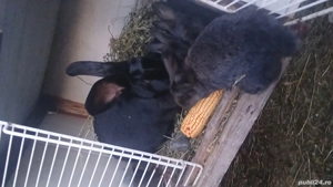 de vanzare - imagine 2