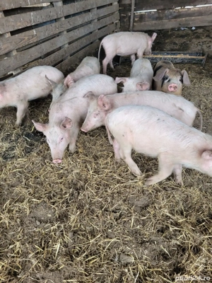 Purceii de vanzare - imagine 4