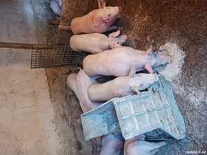 purcei si soldani diferite mărimi și rase  - imagine 4