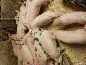 purcei si soldani diferite mărimi și rase  - imagine 5