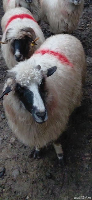 Vand oaie de tinut sau taiat