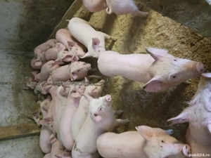 purcei si soldani diferite mărimi și rase  - imagine 2