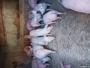 purcei si soldani diferite mărimi și rase  - imagine 4