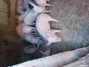 purcei si soldani diferite mărimi și rase  - imagine 3