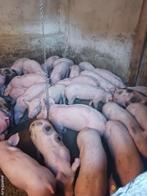 purcei si soldani diferite mărimi și rase 