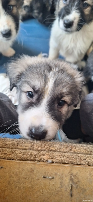 Cățeluș pentru adopție