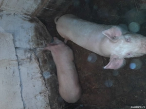 Purcei de vânzare. - imagine 2