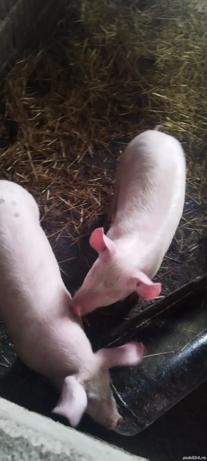 Vând purceii  preț 550 de lei bucată  Nr   - imagine 4