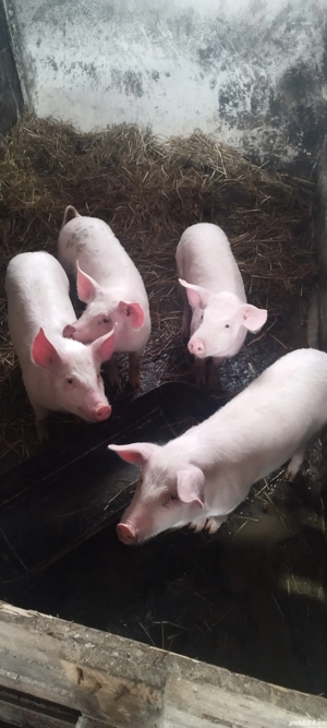 Vând purceii  preț 550 de lei bucată  Nr   - imagine 2