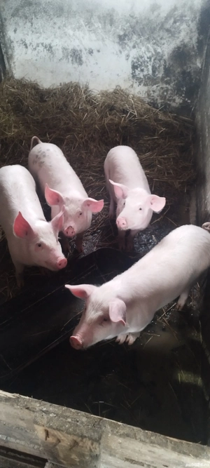 Vând purceii  preț 550 de lei bucată  Nr   - imagine 3