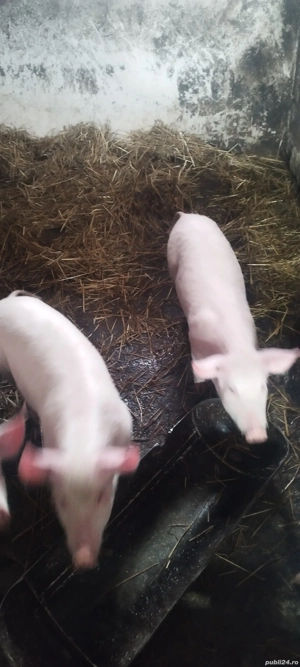 Vând purceii  preț 550 de lei bucată  Nr   - imagine 5