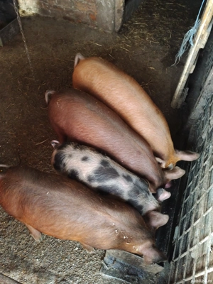 purcei de vanzare  - imagine 2