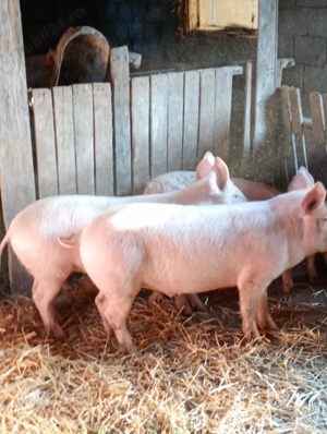 Vând purcei  - imagine 2