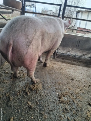 scroafe de vânzare 270..280 kg ofer transport gratuit 