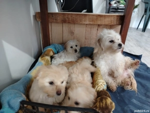 Bishoni talie mare - imagine 3