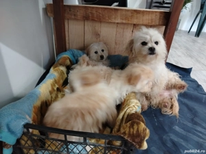 Bishoni talie mare - imagine 2