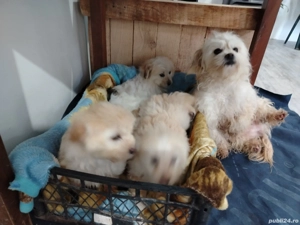 Bishoni talie mare - imagine 4