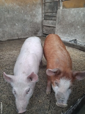 de vânzare 2 purcei de 9 săptămâni ofer transport 