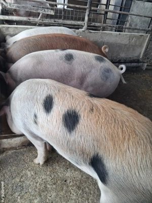 de vânzare 4 masculi 80 ...120 kg rasă marele alb și duroc ofer transport gratuit 