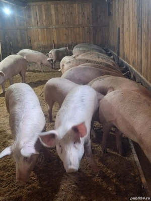 vand purcei  - imagine 2