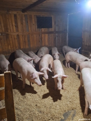 vand purcei  - imagine 3