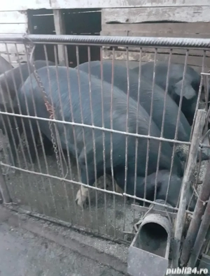 Vand porci - imagine 2