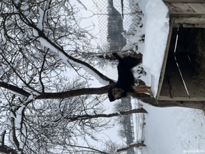 Vând cățelușă de vânătoare 