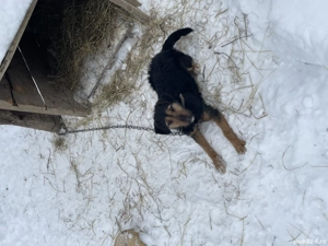 Vând cățelușă de vânătoare  - imagine 2